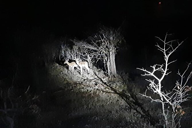 2 Hour Stargazing Tour in Victoria Falls NP Area in 4x4 - Who will enjoy this two-hour outing