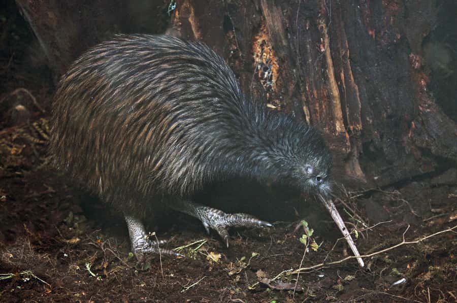Auckland (Tawharanui): Wild Kiwi Bird Spotting Encounter - Why Tāwharanui is worth the night drive