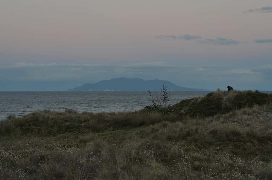 Auckland (Tawharanui): Wild Kiwi Bird Spotting Encounter - What the night sky adds