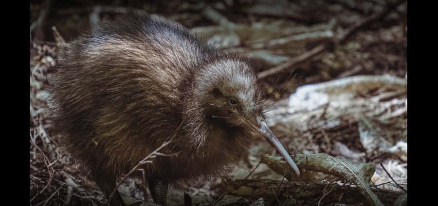 Auckland (Tawharanui): Wild Kiwi Bird Spotting Encounter - A possible flash of blue along the shore