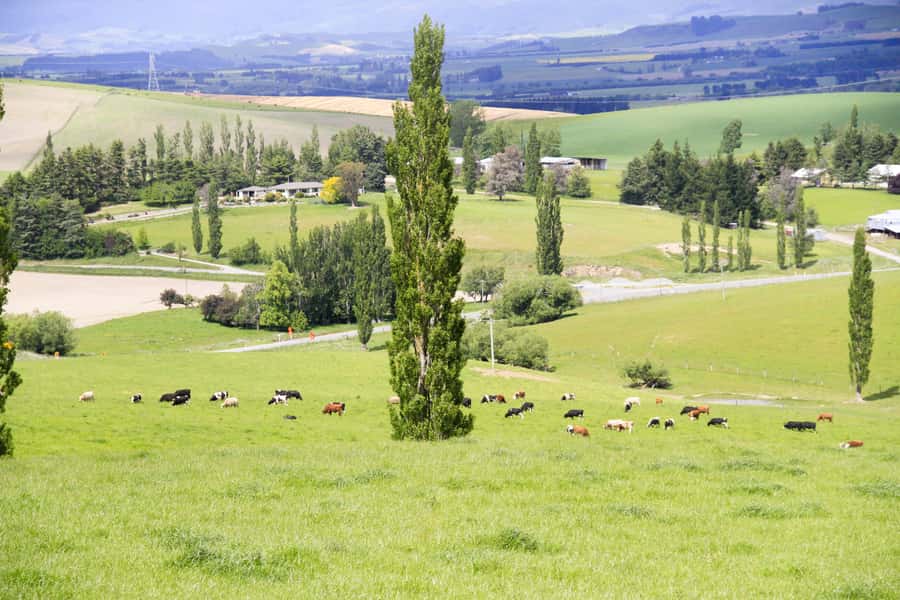 Christchurch: Lake Tekapo Stargazing & Mount Cook 2-Day Tour - Burkes Pass, alpacas, and the famous Fairlie pie