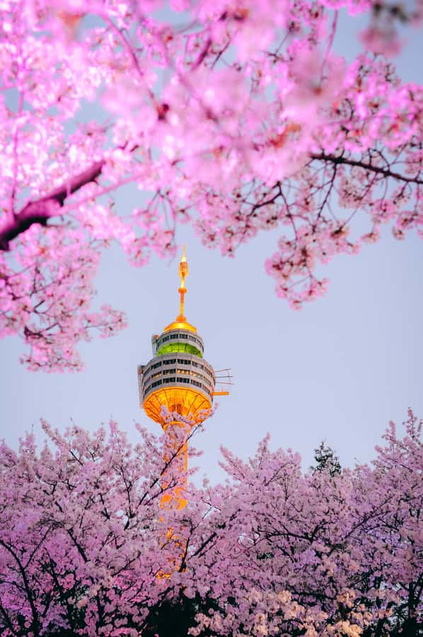 Daegu: E-World Theme Park & 83 Tower Observatory Ticket - Why the evening lights change the experience