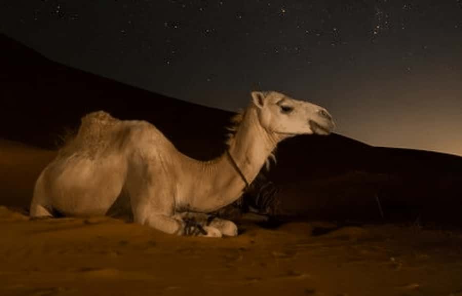 Doha: Night Desert Safari with Stargazing & Camel Ride - The camel camp and Bedouin welcome