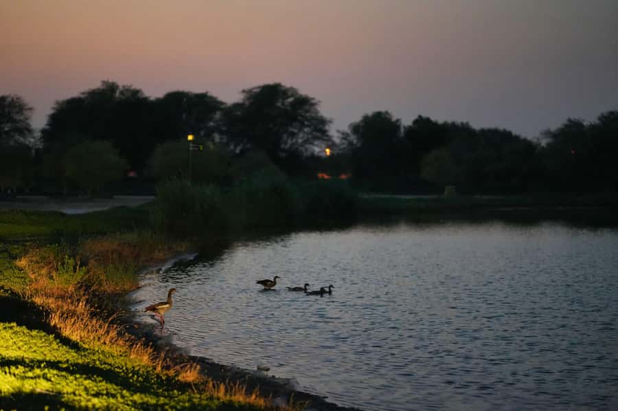 Dubai: Evening Desert Safari with Camel Ride & Stargazing - Is $49 good value for Dubai?