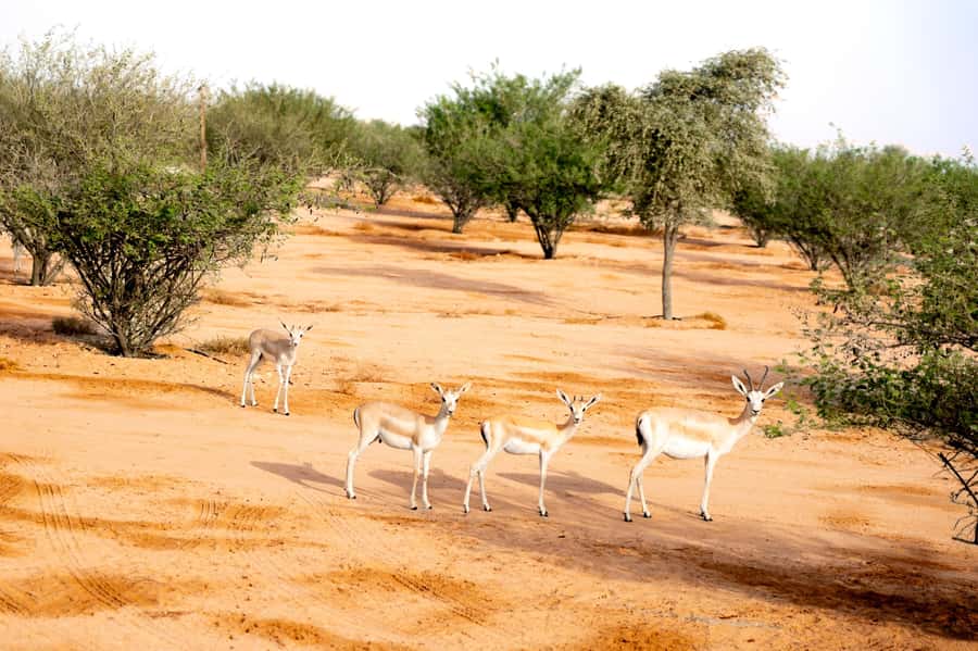 Dubai: Overnight Safari with Luxury Dome Stay & Stargazing - A dome that feels like a real room
