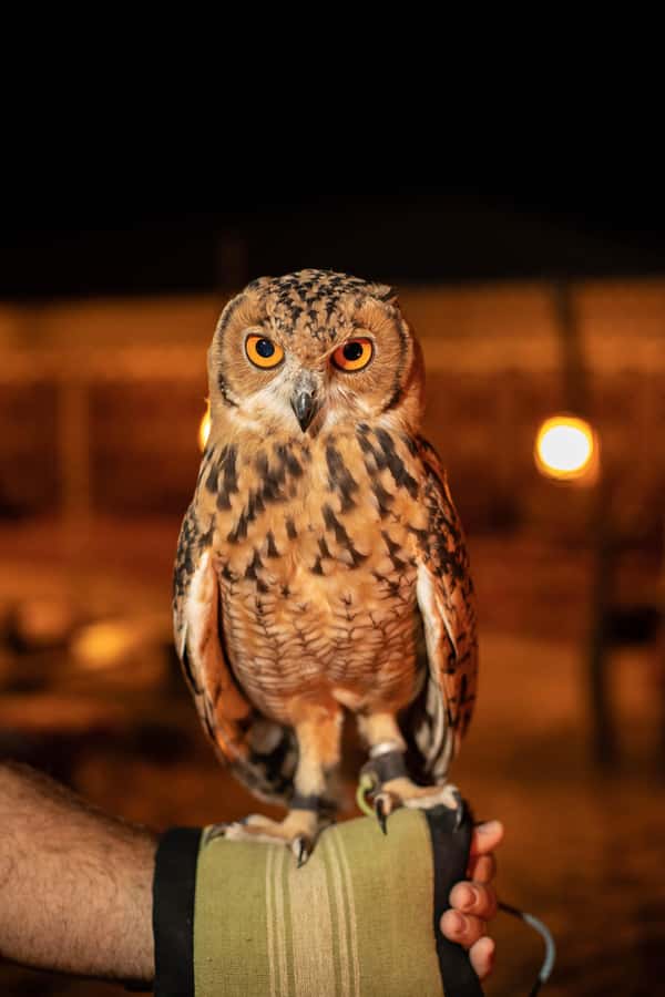 Dubai: Private Night Safari & Astronomy with 3-Course Dinner - Who will enjoy this night safari?