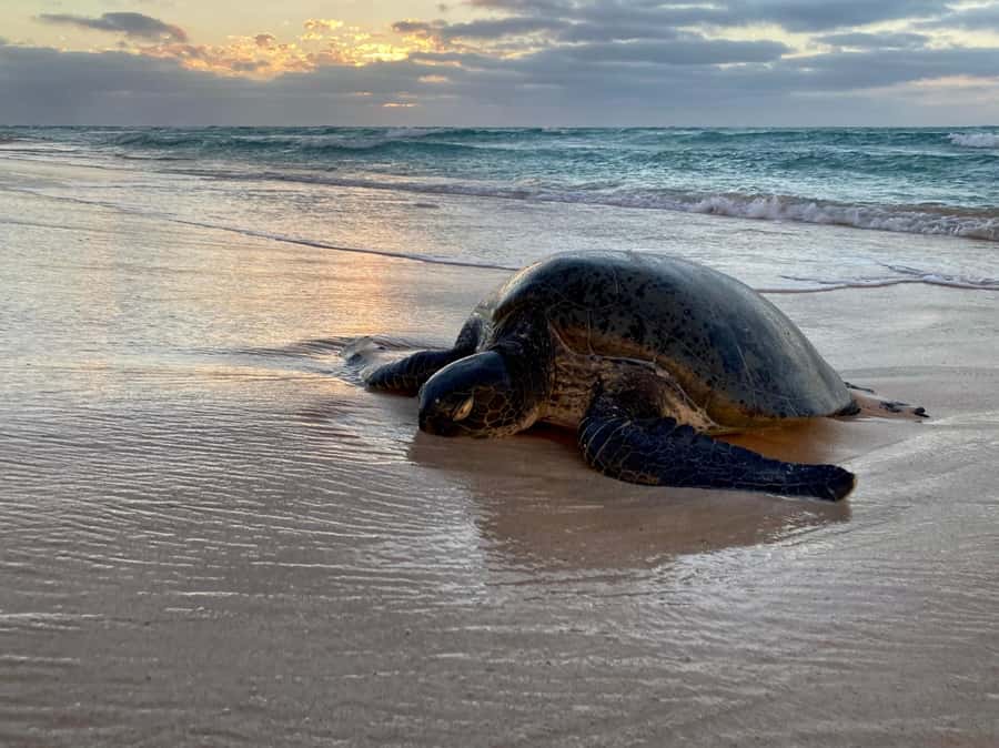 Exmouth: Summer Sunset Turtle Watching and Stargazing Tour - Why the turtles are the real reason to go