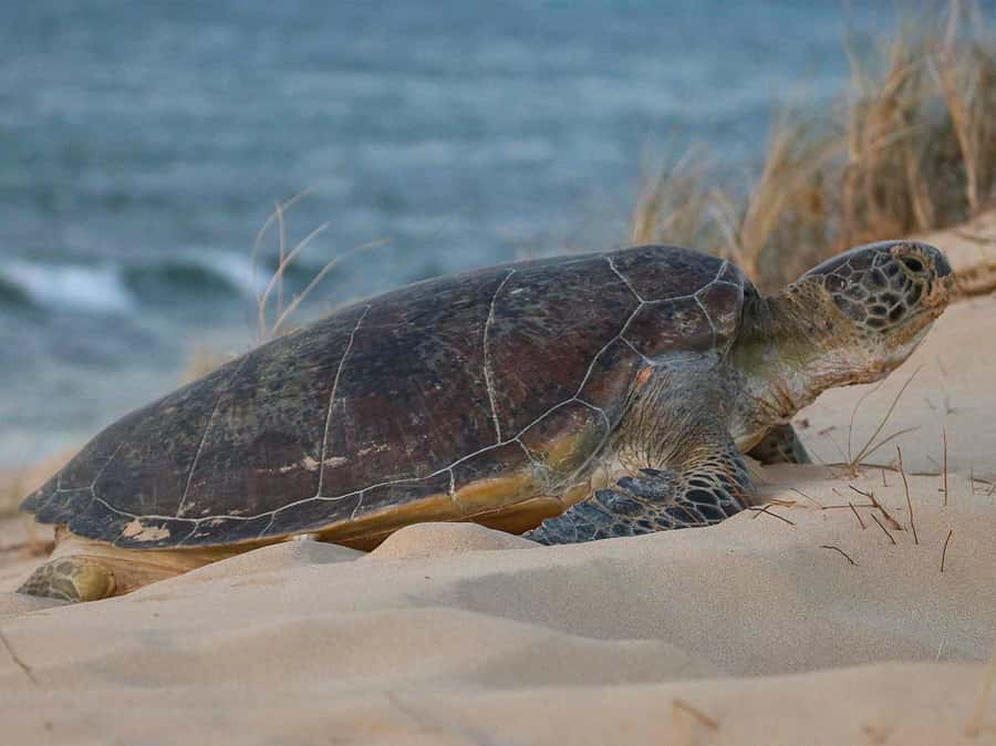Exmouth: Summer Sunset Turtle Watching and Stargazing Tour - What makes Jurabi Coastal Park special