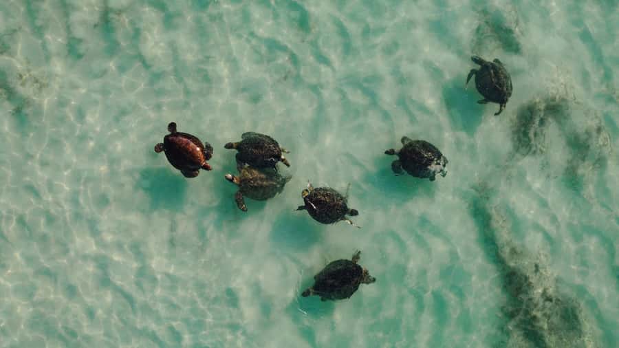 Exmouth: Summer Sunset Turtle Watching and Stargazing Tour - Value for your evening in Exmouth