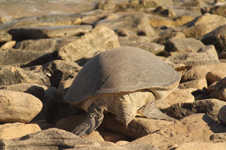Exmouth: Summer Sunset Turtle Watching and Stargazing Tour - Practical preparation before pickup