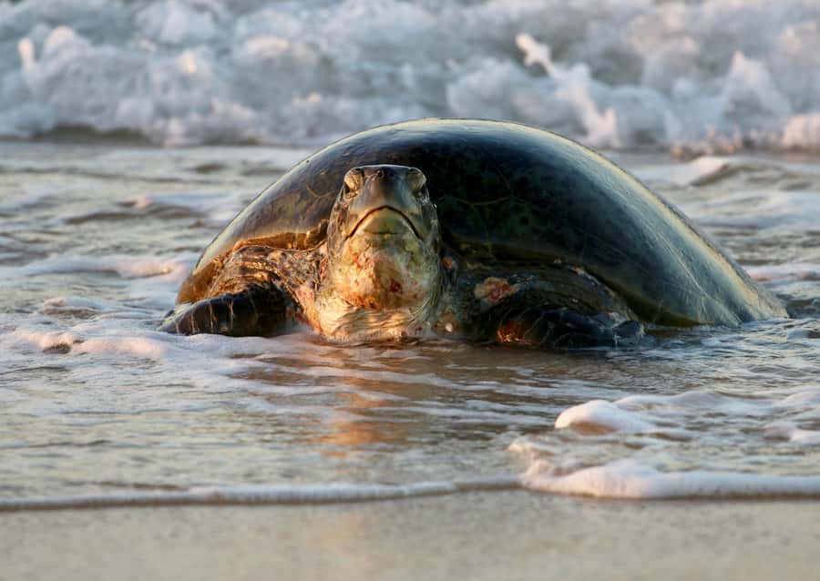 Exmouth: Summer Sunset Turtle Watching and Stargazing Tour - Learning the turtle watching Code of Conduct