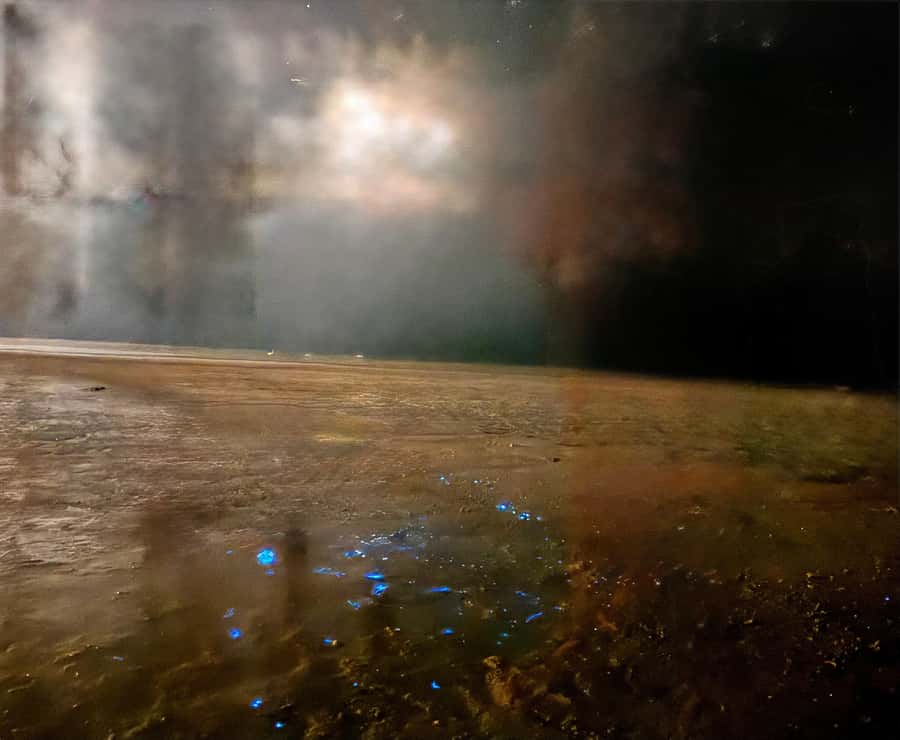 Holbox: Bioluminescence by Kayak and Stargazing. - Who should book this night kayak