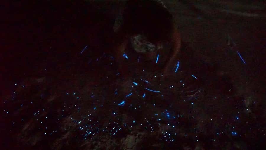 Holbox: Bioluminescence by Kayak and Stargazing. - Swimming with plankton instead of watching from shore