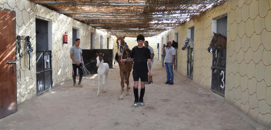 Hurghada: Horse Ride, BBQ Dinner, and Stargazing - Who Will Enjoy This Evening Most