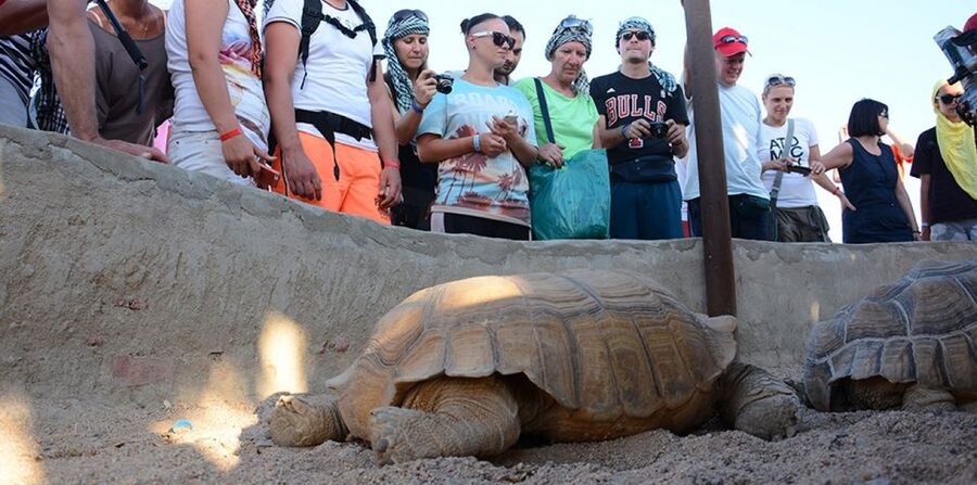 Hurghada: Quad Bike, Camel, Show, Dinner, & Stargazing Trip - Pickup times require patience