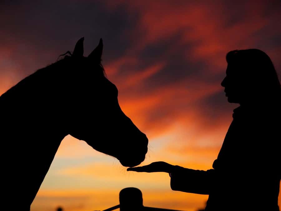 Hurghada: Sea & Desert Horse Tour, Stargazing, Dinner & Show - The four-hour VIP swim stop