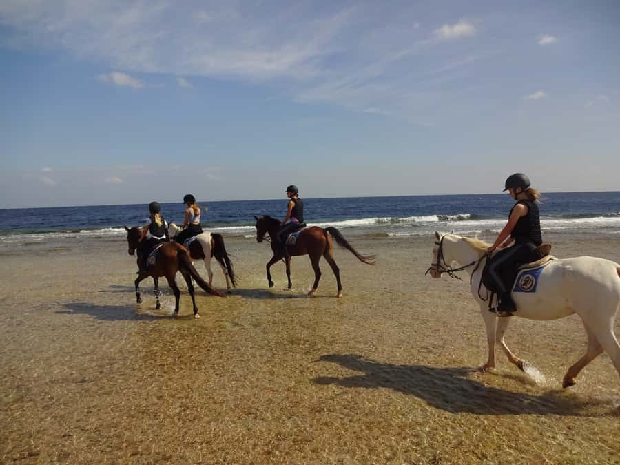 Hurghada: Sea & Desert Horse Tour, Stargazing, Dinner & Show - Horses, helmets, and how safe the ride feels