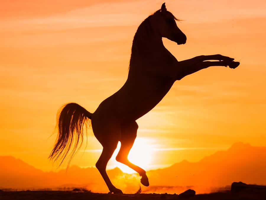 Hurghada: Sunset Sea, Desert Horse W Opt, Dinner, Stargazing - Why this Hurghada ride is different