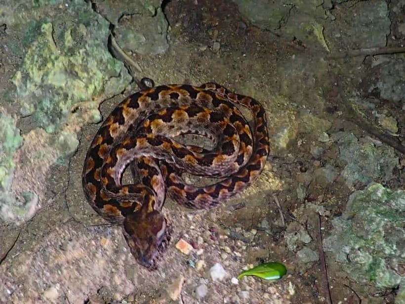 Ishigaki: Jungle Walk and Stargazing Night Tour - Key points to know before booking