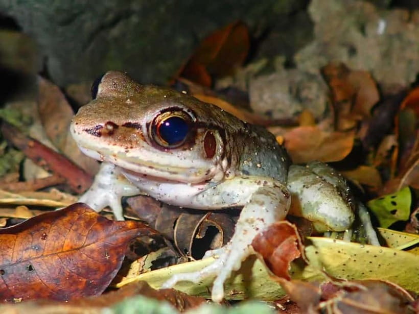 Ishigaki: Jungle Walk and Stargazing Night Tour - A night walk built around Ishigaki’s wild side