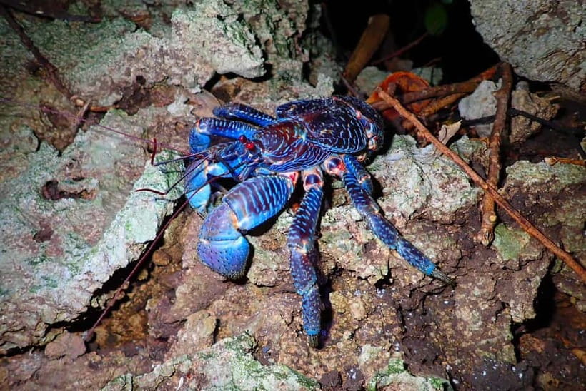 Ishigaki: Jungle Walk and Stargazing Night Tour - Preparing for the jungle after sunset