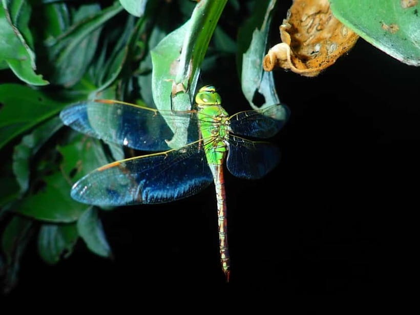 Ishigaki: Jungle Walk and Stargazing Night Tour - What you might find among the trees and rocks