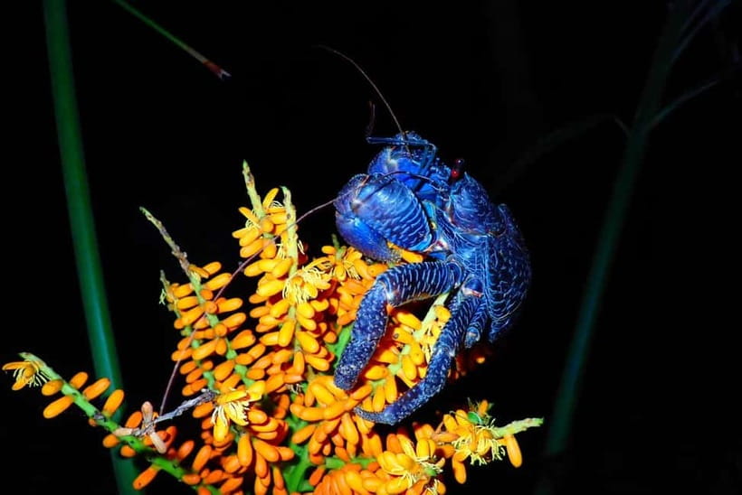 Ishigaki: Jungle Walk and Stargazing Night Tour - From jungle sounds to Ishigaki stars