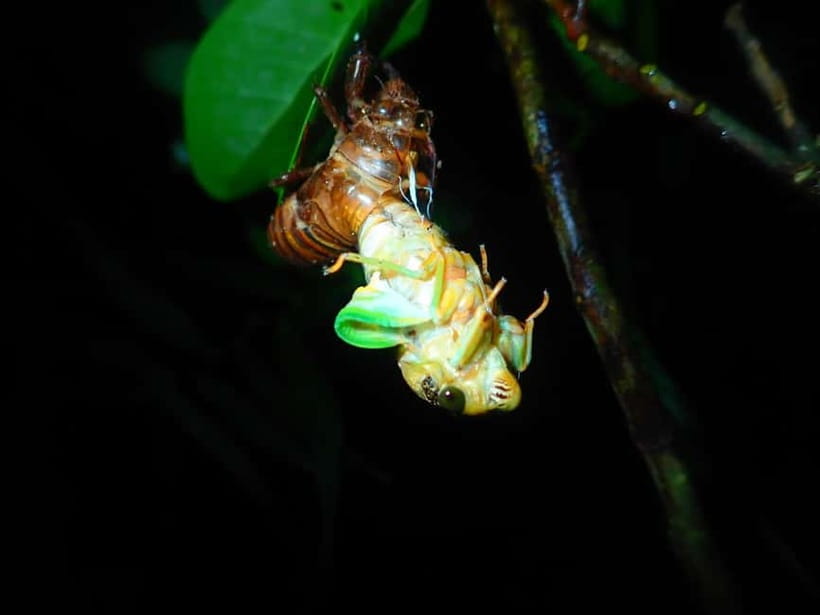 Ishigaki: Jungle Walk and Stargazing Night Tour - Who will enjoy this Ishigaki night tour?