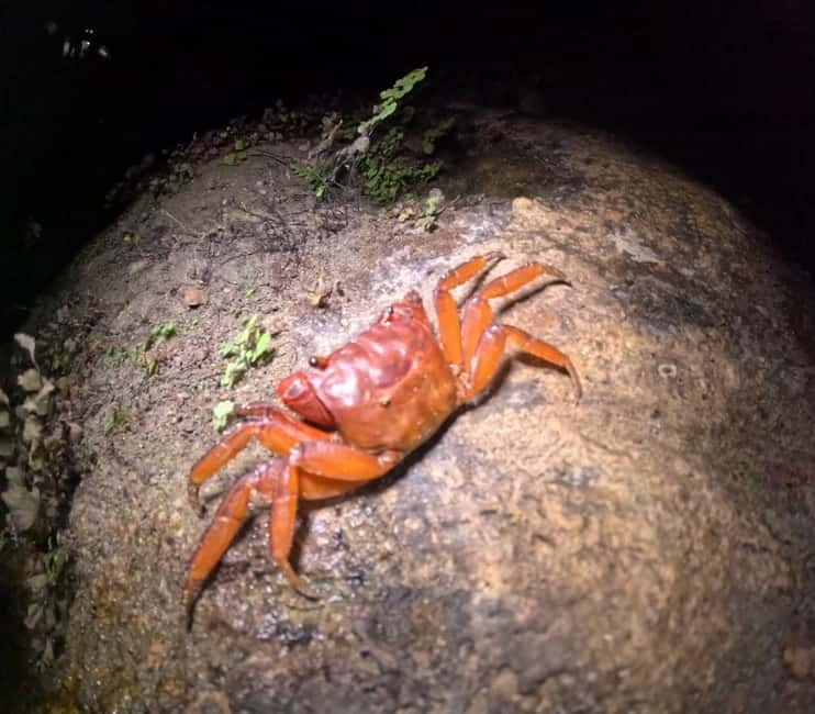 Ishigaki: Jungle Walk and Stargazing Night Tour - Should you book it?