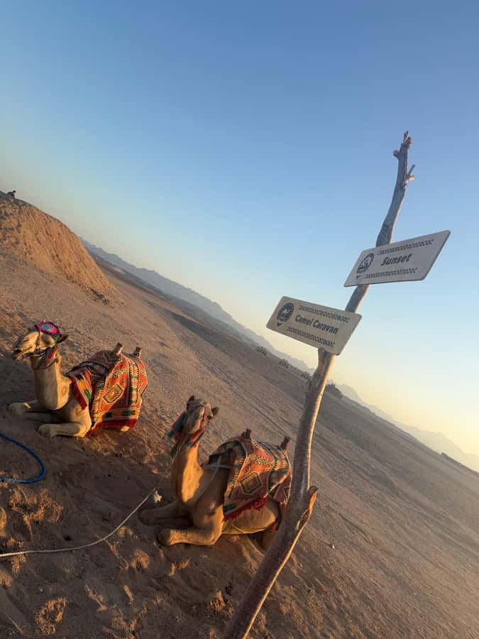 Makadi Bay: BADU Luxury Bedouin Dinner Experience & Stargaze - Pickup from the Red Sea resorts