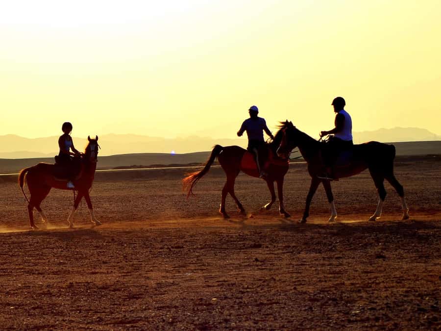 Marsa Alam: Sunset Horseback with Dinner, Show & Stargazing - Choosing between two hours and four hours