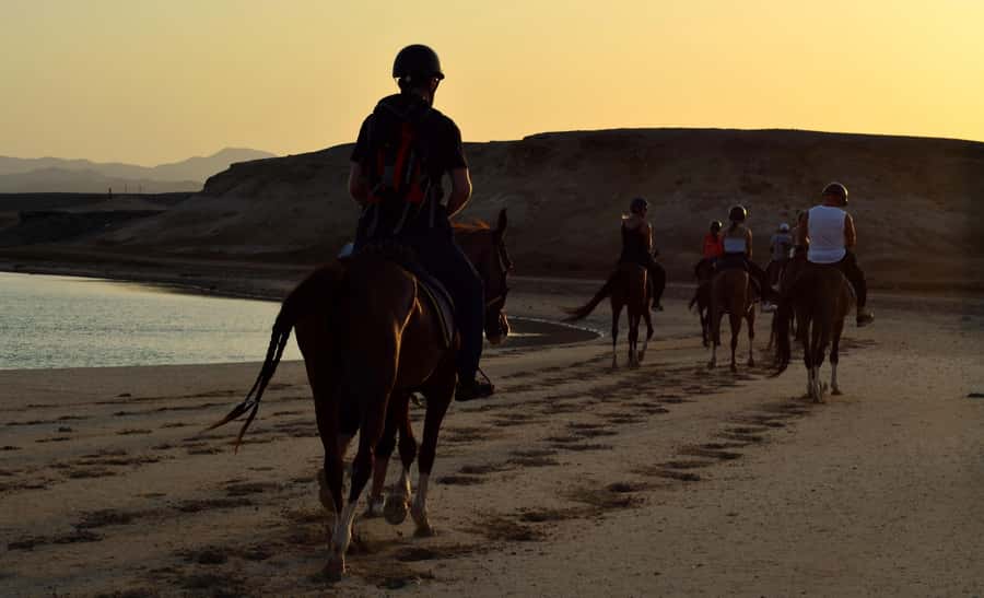 Marsa Alam: Sunset Horseback with Dinner, Show & Stargazing - Dinner, a show, and stargazing after the ride