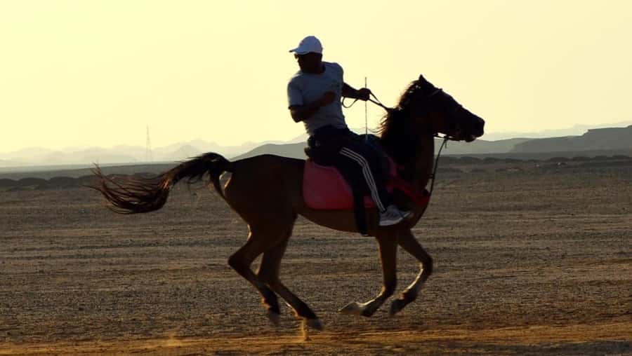 Marsa Alam: Sunset Horseback with Dinner, Show & Stargazing - Who should book this ride