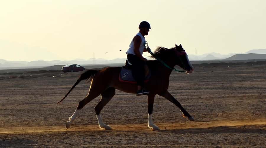 Marsa Alam: Sunset Horseback with Dinner, Show & Stargazing - Practical details before you saddle up