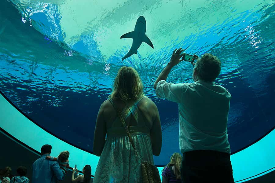 Miami: Frost Museum of Science and Planetarium Entry Ticket - Feathers to the Stars and a 30-Foot Dinosaur