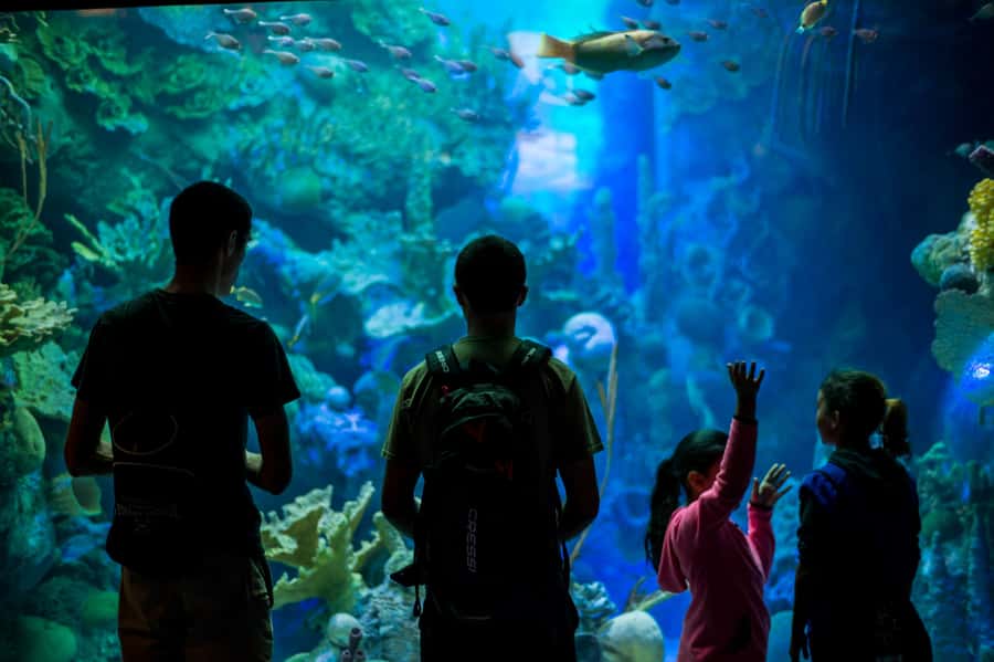 Miami: Frost Museum of Science and Planetarium Entry Ticket - Is the $30 Ticket Good Value?