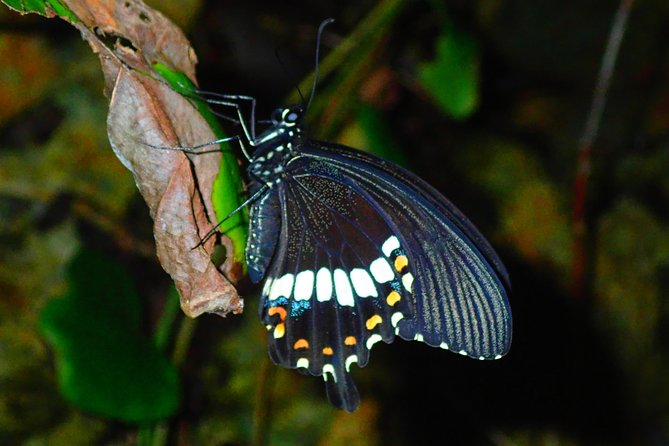 Okinawa Miyako Star Gazing & Subtropical Jungle Night Tour - Who Will Enjoy This Night Walk