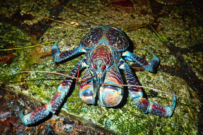 Okinawa Miyako Star Gazing & Subtropical Jungle Night Tour - Booking Advice Before You Commit