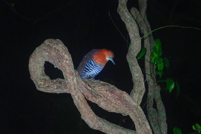 Okinawa Miyako Star Gazing & Subtropical Jungle Night Tour - Should You Book the Miyakojima Night Tour?