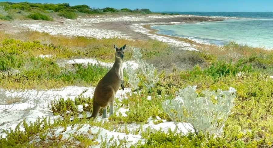 Perth: Pinnacles Stargazing, Sandboarding & Beach Kangaroos - Key points to know before booking