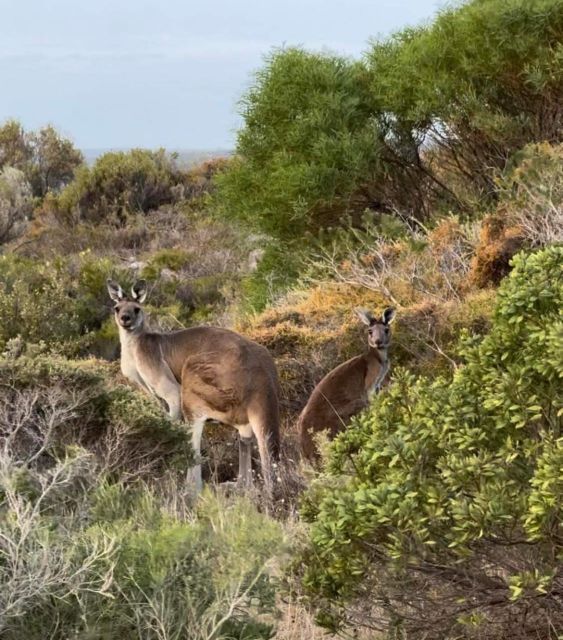 Perth: Pinnacles Stargazing, Sandboarding & Beach Kangaroos - Telescope stargazing under desert skies