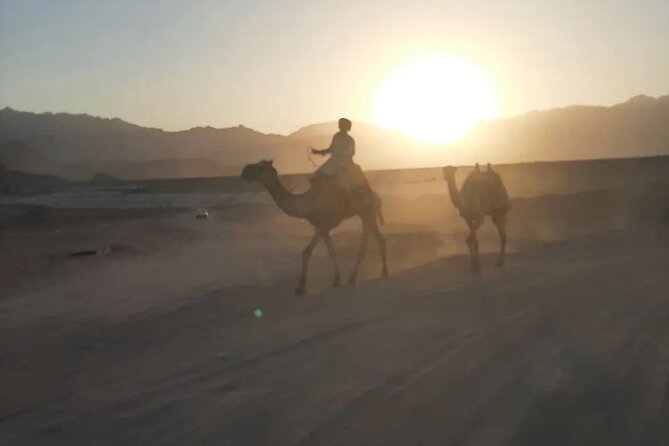 Safari 5 in 1 Quads Camels Star Gazing in Sharm El Sheikh - Transport, timing, and group size