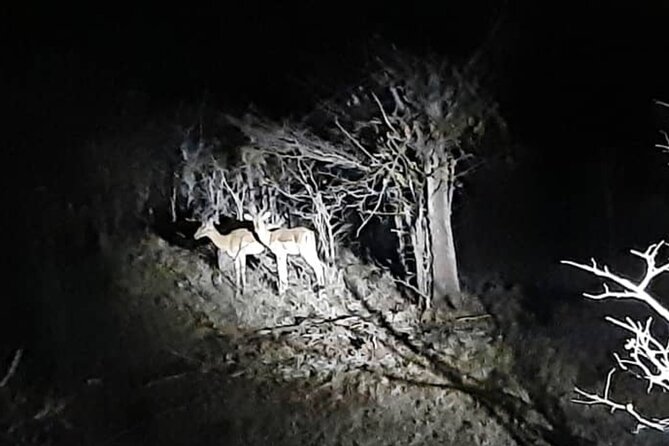Stargazing and Moonlight Experience - A different kind of Victoria Falls evening