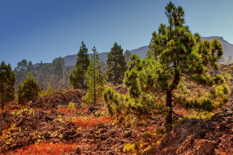 Teide: Guided Sunset & Stargazing Tour by Night with Dinner - The village stop gives the day a human scale