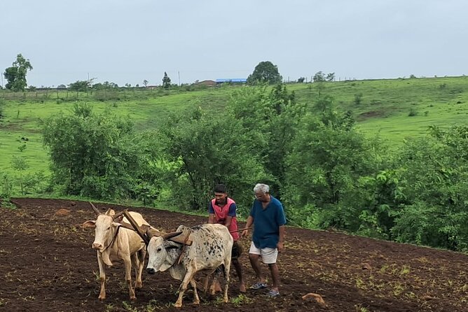Tour De Small Town Maharashtra Nature Trekking and Star Gazing - Who will enjoy this Maharashtra nature trip?