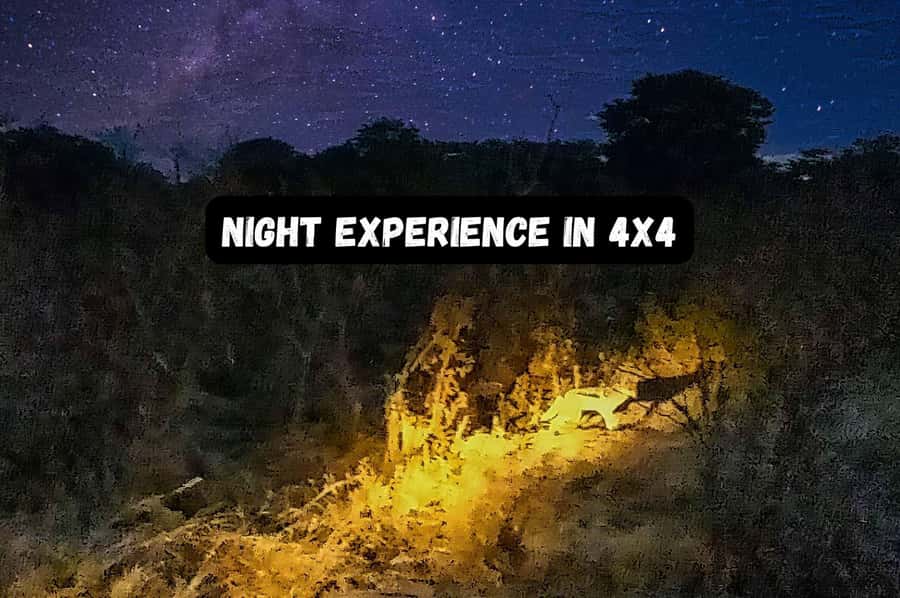 Victoria Falls: Bush Experience and Stargazing D-F-ES-GB - Searching for elephants and nocturnal wildlife