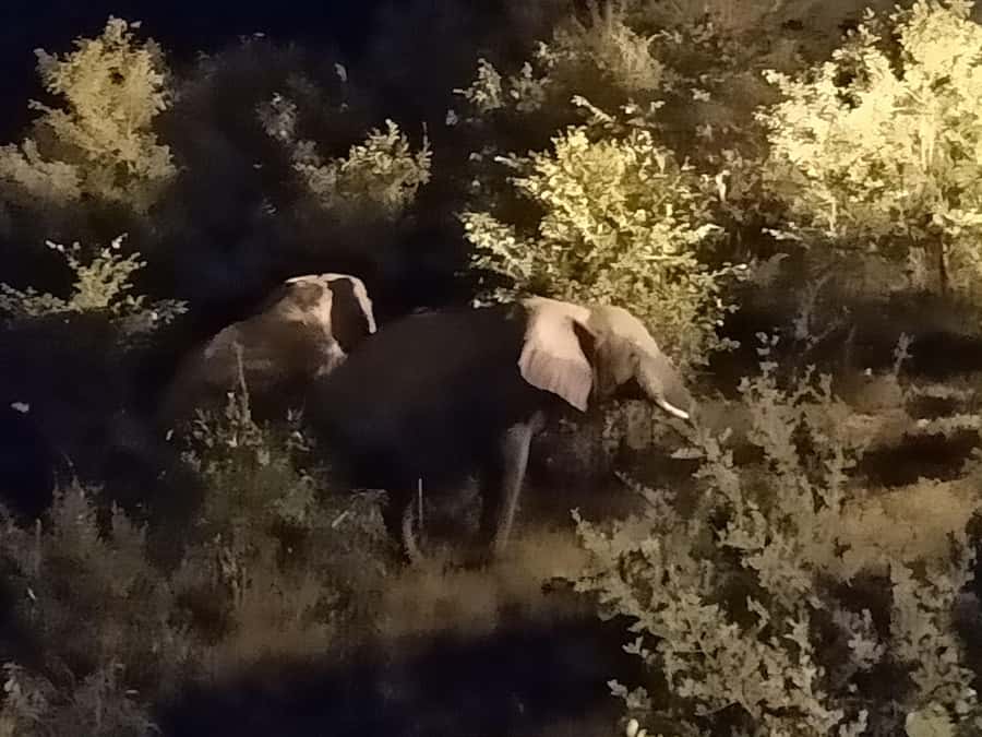 Victoria Falls: Bush Experience and Stargazing D-F-ES-GB - The thrill of finding an animal in the beam