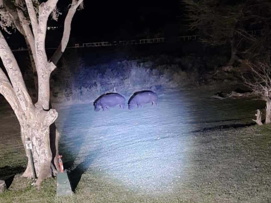 Victoria Falls: Bush Experience and Stargazing D-F-ES-GB - Who will enjoy this night safari most